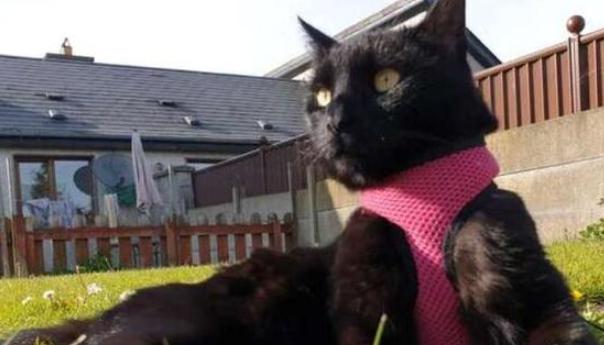Para construir la casa de ensueño para sus gatos, a un hombre le llevó todo un año.