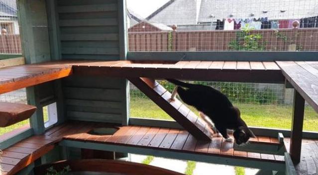Para construir la casa de ensueño para sus gatos, a un hombre le llevó todo un año.