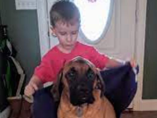 La verdadera amistad: cuando los padres decidieron castigar a su hijo por sus travesuras, el fiel perro no abandonó a su amigo en apuros.