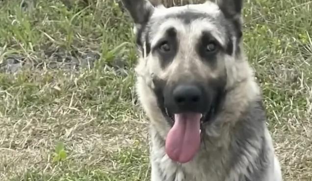 Le chien le plus fidèle assure toujours la sécurité d'un garçon perdu atteint du syndrome de Down.