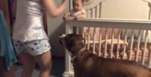 "Un recién nacido fue salvado en medio de la noche: mira lo que hizo un perro callejero recién adoptado para salvarlo."