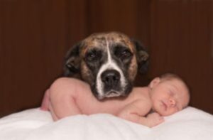 "Un recién nacido fue salvado en medio de la noche: mira lo que hizo un perro callejero recién adoptado para salvarlo."
