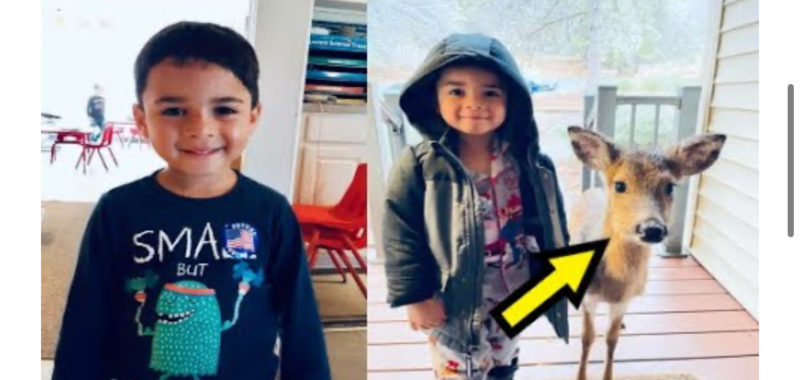 Cuando un niño de cuatro años salió a pasear, regresó con un cervatillo, insistiendo en que era su nuevo amigo.