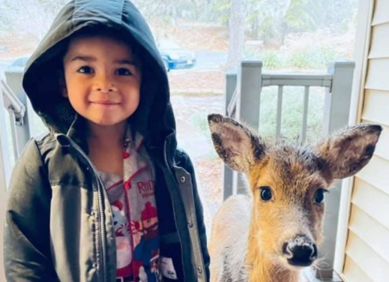 Cuando un niño de cuatro años salió a pasear, regresó con un cervatillo, insistiendo en que era su nuevo amigo.