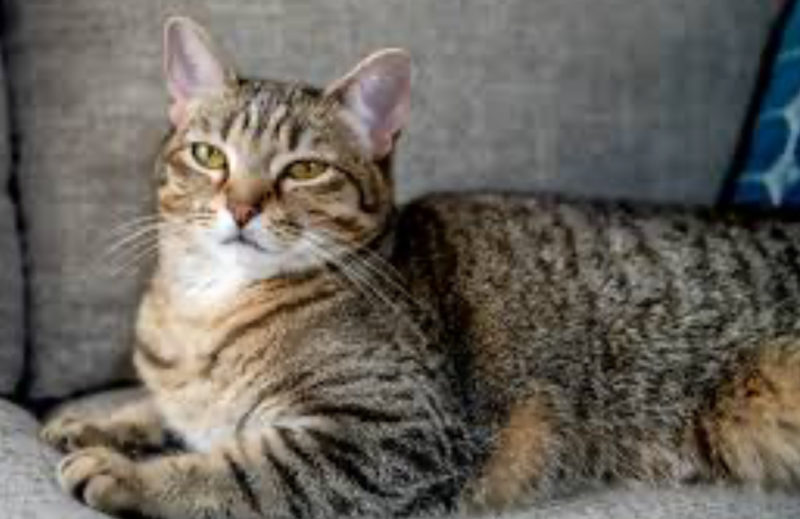 "El gato de la familia desapareció, y después de 6 meses lo encontraron de nuevo en el refugio."