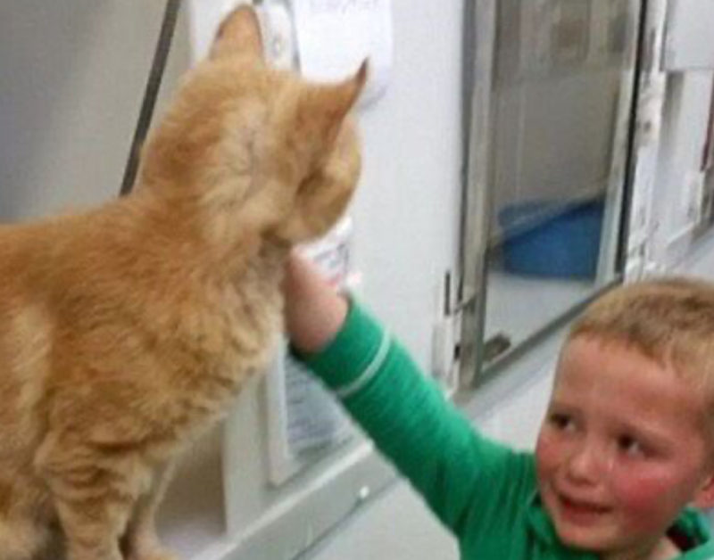 "El gato de la familia desapareció, y después de 6 meses lo encontraron de nuevo en el refugio."