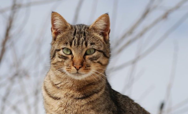 "El gato de la familia desapareció, y después de 6 meses lo encontraron de nuevo en el refugio."