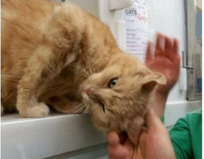 "El gato de la familia desapareció, y después de 6 meses lo encontraron de nuevo en el refugio."
