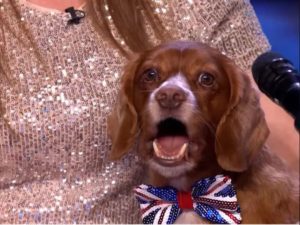 Perro cantante realiza divertida versión del éxito de Alesha Dixon, sorprendiendo a los jueces y al público. Mira el video aquí.