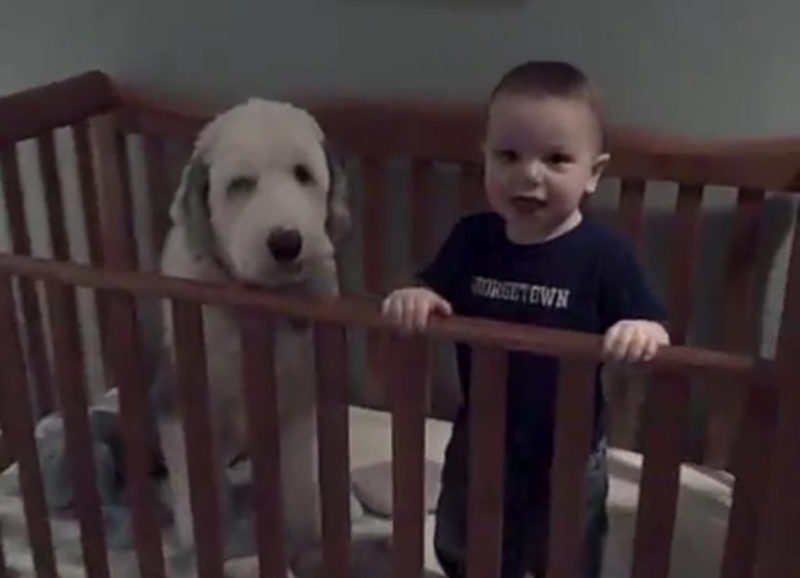 ¿Cómo terminó Pepper, el perro pastor, en la cuna de Little Chris? ¡Secretos revelados de la siesta!