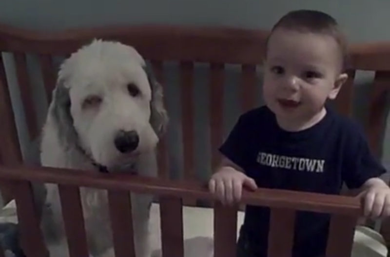 ¿Cómo terminó Pepper, el perro pastor, en la cuna de Little Chris? ¡Secretos revelados de la siesta!