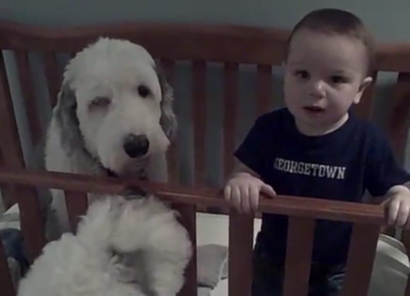 ¿Cómo terminó Pepper, el perro pastor, en la cuna de Little Chris? ¡Secretos revelados de la siesta!