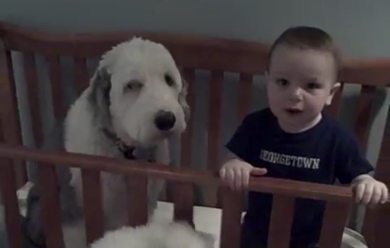 ¿Cómo terminó Pepper, el perro pastor, en la cuna de Little Chris? ¡Secretos revelados de la siesta!