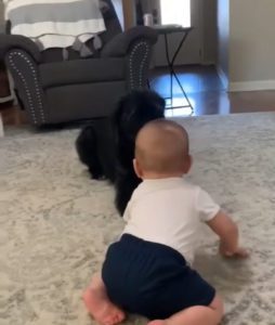 Golden Retriever Lleva a un Bebé en un Divertido Paseo, ¡El Bebé no Puede Dejar de Reír! VIDEO