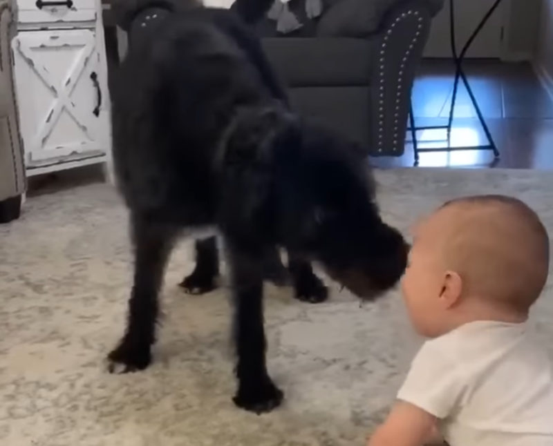 Golden Retriever Lleva a un Bebé en un Divertido Paseo, ¡El Bebé no Puede Dejar de Reír! VIDEO