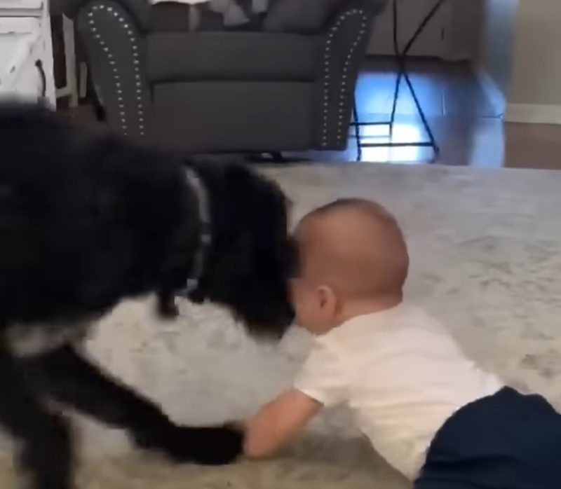 Golden Retriever Lleva a un Bebé en un Divertido Paseo, ¡El Bebé no Puede Dejar de Reír! VIDEO