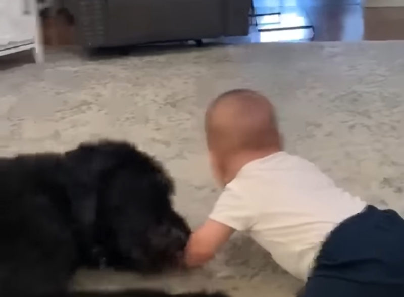 Golden Retriever Lleva a un Bebé en un Divertido Paseo, ¡El Bebé no Puede Dejar de Reír! VIDEO