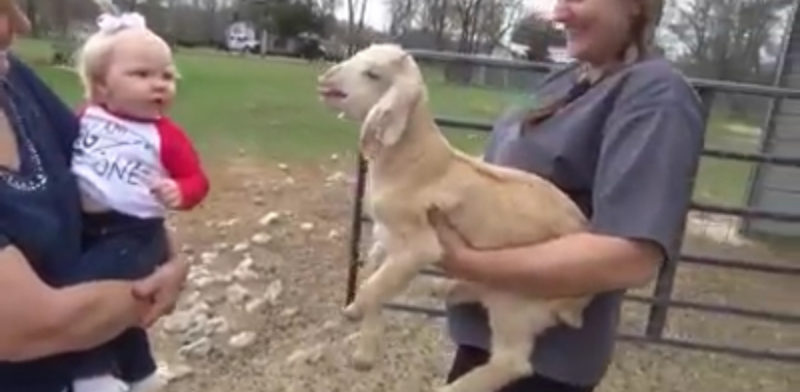 Bebé adorable y cabritillo pequeño se imitan mutuamente en el video más lindo de todos. Échale un vistazo aquí.