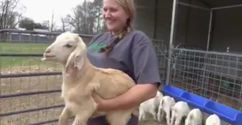 Bebé adorable y cabritillo pequeño se imitan mutuamente en el video más lindo de todos. Échale un vistazo aquí.