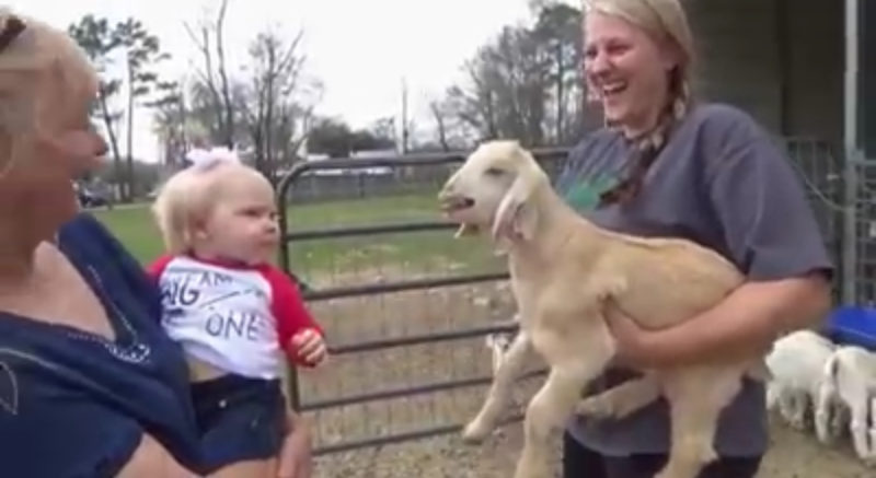 Bebé adorable y cabritillo pequeño se imitan mutuamente en el video más lindo de todos. Échale un vistazo aquí.