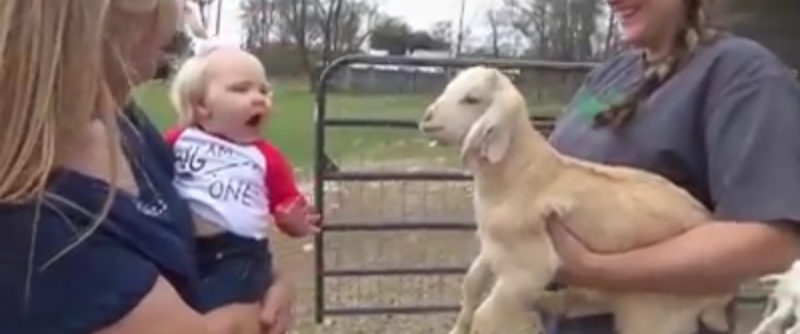 Bebé adorable y cabritillo pequeño se imitan mutuamente en el video más lindo de todos. Échale un vistazo aquí.