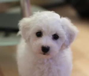 ¿Cuáles son los maravillosos beneficios reales de tener mascotas al criar a los niños?