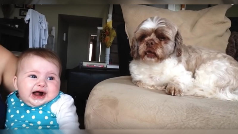 "El bebé y el perro se enfrentan de un lado a otro, y este es el video más gracioso que verás hoy…"