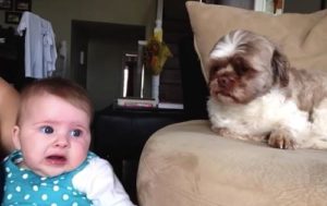 "El bebé y el perro se enfrentan de un lado a otro, y este es el video más gracioso que verás hoy…"