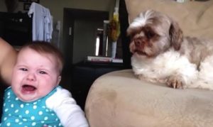 "El bebé y el perro se enfrentan de un lado a otro, y este es el video más gracioso que verás hoy…"
