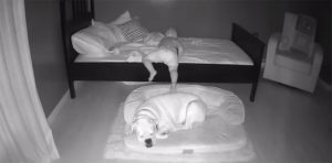 VIDEO: El bebé insiste en dormir junto al perrito todas las noches, pero hay una conmovedora razón detrás de eso además de ser tierno...