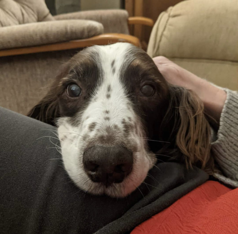 Para ayudar a su perro anciano, esta familia hace algo dulce y desinteresado... Para conocer más sobre su relación, haz clic aquí.