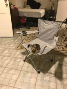 La gata simplemente estaba cansada de todo y decidió tomar la iniciativa ella misma...