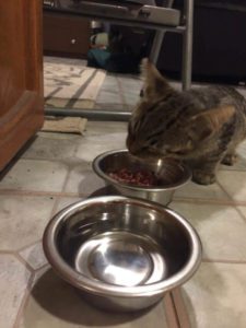 La gata simplemente estaba cansada de todo y decidió tomar la iniciativa ella misma...