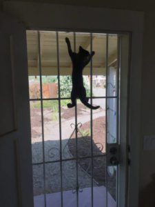 La gata simplemente estaba cansada de todo y decidió tomar la iniciativa ella misma...