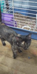 Este adolescente autista llora lágrimas de alegría al dar la bienvenida a un gatito rescatado después de perder a su leal gato de 16 años de amistad...