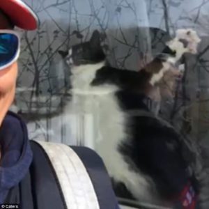 Una cartera documenta videos hilarantes de un gato intentando proteger su área y peleando con ella cada vez que trae correos...