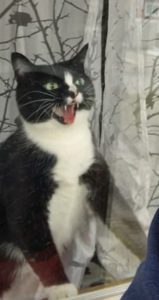 Una cartera documenta videos hilarantes de un gato intentando proteger su área y peleando con ella cada vez que trae correos...