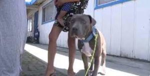 Un héroe Pit Bull salva la vida de un bebé de un incendio... Mira los detalles de este valiente rescate a continuación...