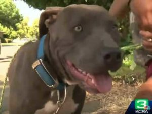 Un héroe Pit Bull salva la vida de un bebé de un incendio... Mira los detalles de este valiente rescate a continuación...