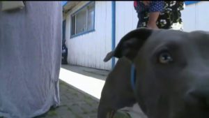Un héroe Pit Bull salva la vida de un bebé de un incendio... Mira los detalles de este valiente rescate a continuación...