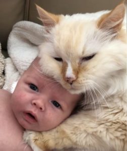 El video viral del hermano mayor Teddy acurrucándose con el bebé en Internet, porque es demasiado tierno para resistir... Mira el video para