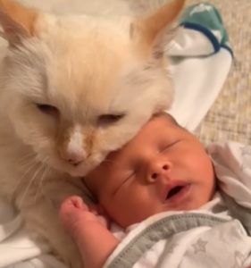 El video viral del hermano mayor Teddy acurrucándose con el bebé en Internet, porque es demasiado tierno para resistir... Mira el video para