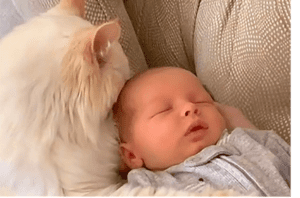 El hermano mayor Teddy y el bebé acurrucándose se volvieron virales en Internet, ¡porque es demasiado tierno para resistir! Mira el video para comprobarlo...