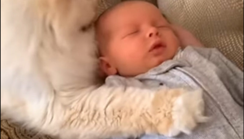 El hermano mayor Teddy y el bebé acurrucándose se volvieron virales en Internet, ¡porque es demasiado tierno para resistir! Mira el video para comprobarlo...