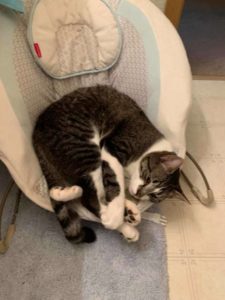 El gato aún no entiende por qué el bebé usa su saltador para bebés...