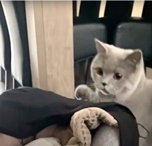 Este conmovedor y entrañable video de un gato conociendo al nuevo miembro de la familia seguramente te hará sonreír...