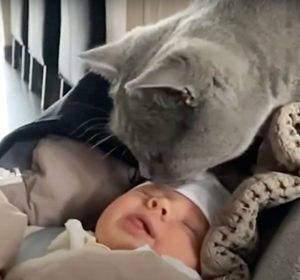 Este conmovedor y entrañable video de un gato conociendo al nuevo miembro de la familia seguramente te hará sonreír...