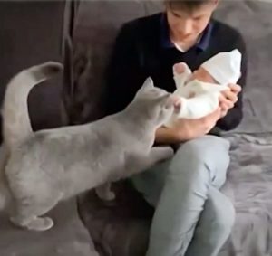Este conmovedor y entrañable video de un gato conociendo al nuevo miembro de la familia seguramente te hará sonreír...