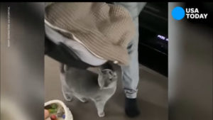 Este conmovedor y entrañable video de un gato conociendo al nuevo miembro de la familia seguramente te hará sonreír...