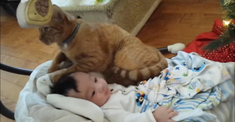 Este hermano pelirrojo es tan cariñoso que los dueños tienen que quitarlo a veces... Mira su amor absoluto hacia el bebé a continuación.